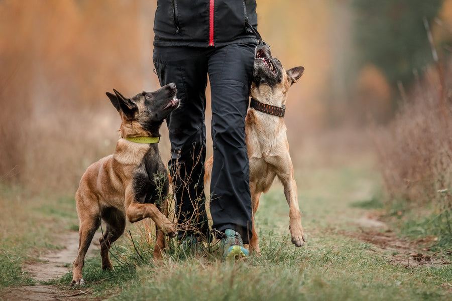 Les bienfaits de l'éducation canine personnalisée avec Doggy'Cation