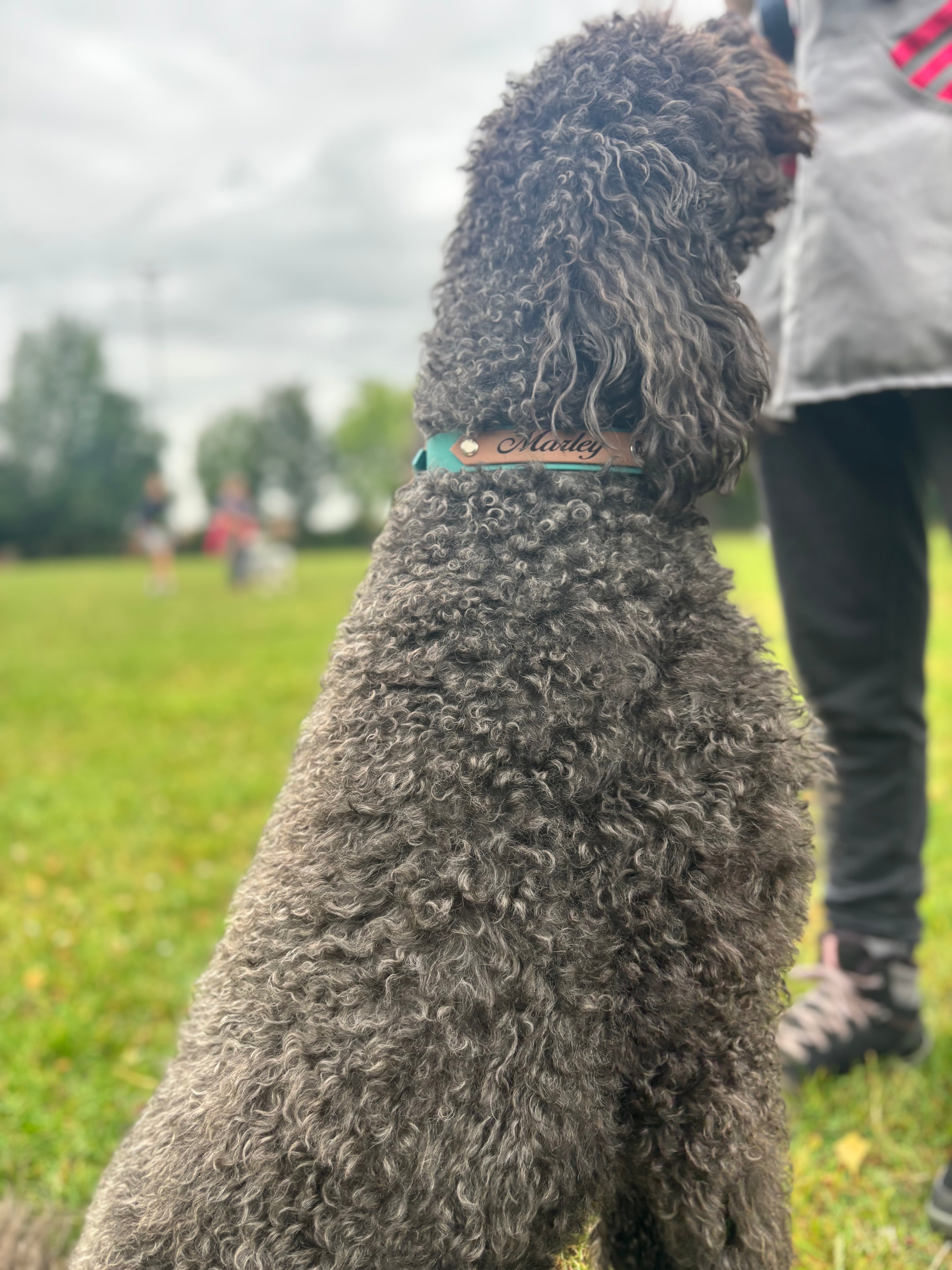 Collier Sweetie – Personnalisable avec le prénom de votre chien