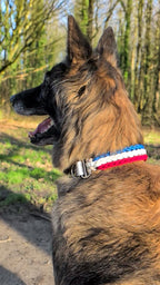 Collier Wolf