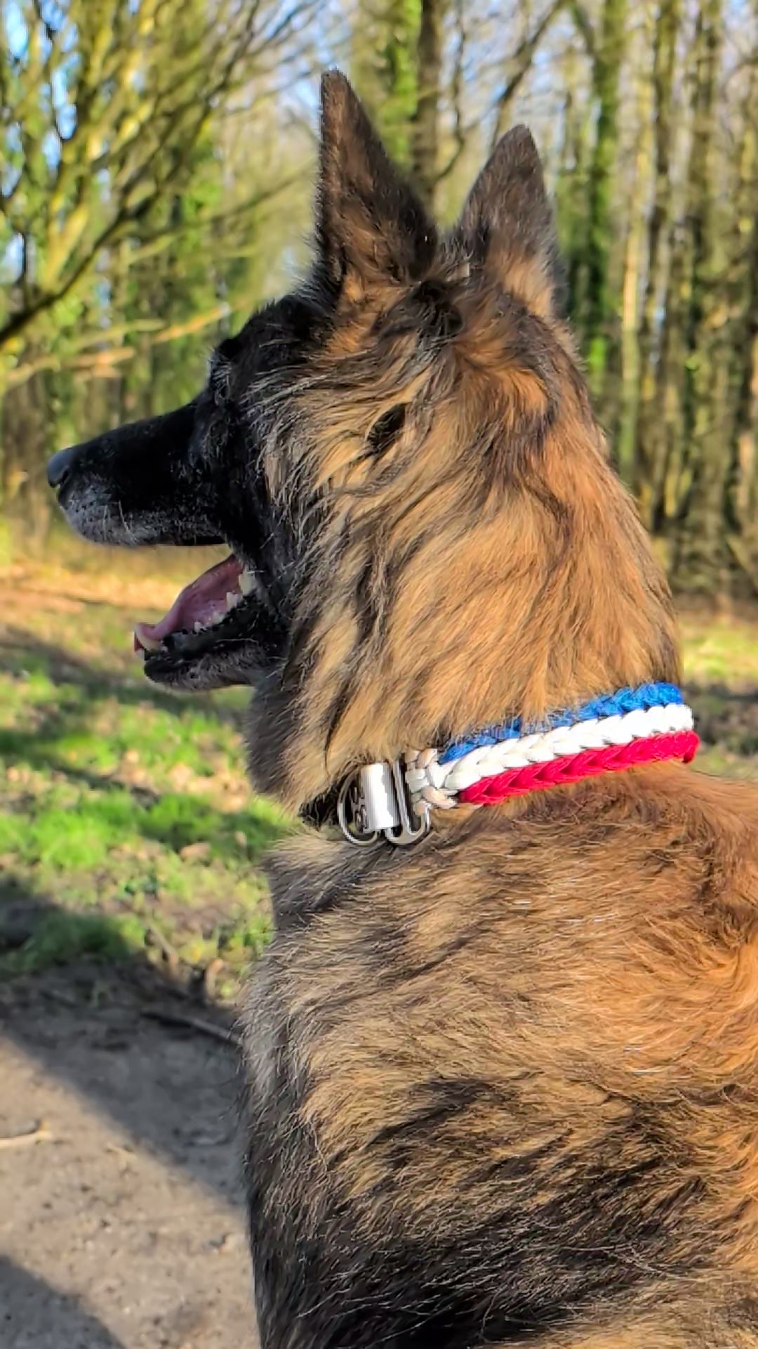 Collier Wolf